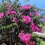 Bougainvillea