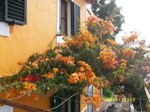 orangefarbene Bougainvillea